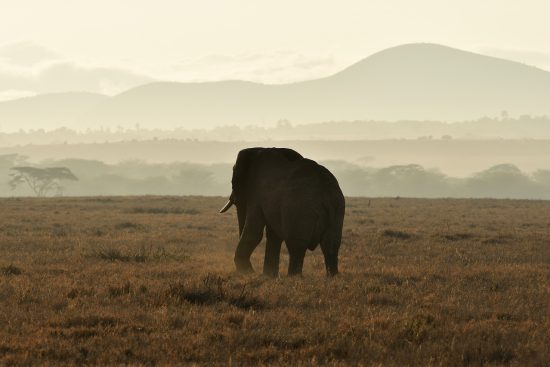 entdecken sie die faszinierende tierwelt afrikas! von majestätischen löwen bis à l'imposantes éléphants, erleben sie die vielfalt und schönheit der afrikanischen fauna in ihrem natürlichen lebensraum.