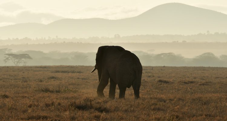 entdecken sie die faszinierende tierwelt afrikas! von majestätischen löwen bis à l'imposantes éléphants, erleben sie die vielfalt und schönheit der afrikanischen fauna in ihrem natürlichen lebensraum.