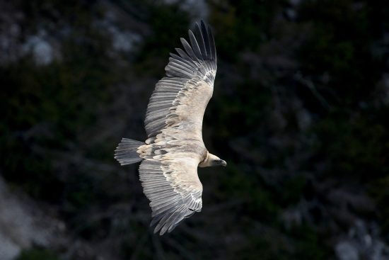 entdecken sie die faszinierende welt der fauna. erfahren sie mehr über verschiedene tierarten, ihre lebensräume und ihre rolle im ökosystem. von den kleinsten insekten bis zu den majestätischen säugetieren - lernen sie die vielfalt und schönheit der tierwelt kennen!
