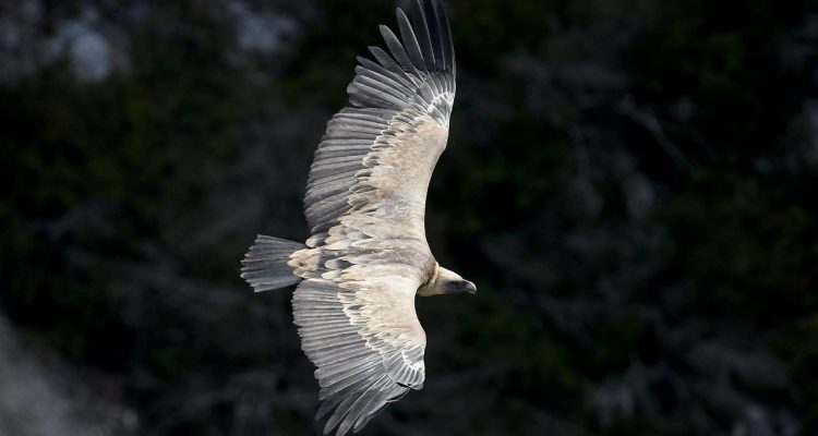 entdecken sie die faszinierende welt der fauna. erfahren sie mehr über verschiedene tierarten, ihre lebensräume und ihre rolle im ökosystem. von den kleinsten insekten bis zu den majestätischen säugetieren - lernen sie die vielfalt und schönheit der tierwelt kennen!