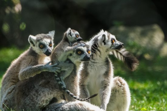 entdecken sie die welt mit unserer reisegruppe! gemeinsam unvergessliche erlebnisse sammeln, neue freundschaften schließen und spannende abenteuer erleben. egal ob städtetrip, naturerlebnis oder kulturelle tour - wir bieten die perfekten reisen für jeden geschmack.