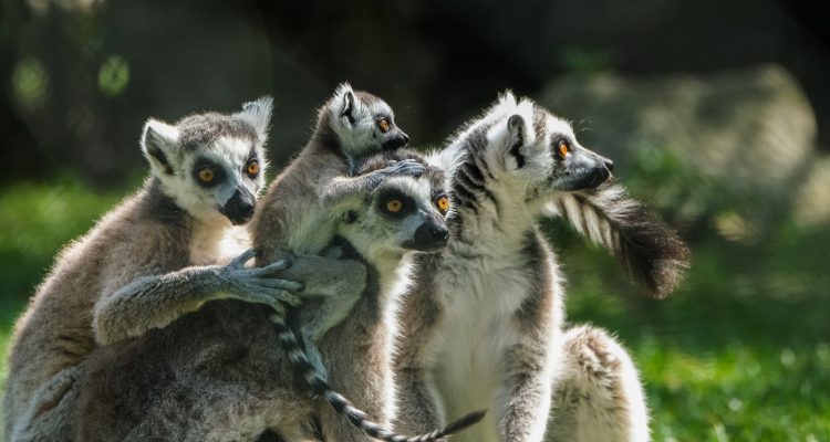 entdecken sie die welt mit unserer reisegruppe! gemeinsam unvergessliche erlebnisse sammeln, neue freundschaften schließen und spannende abenteuer erleben. egal ob städtetrip, naturerlebnis oder kulturelle tour - wir bieten die perfekten reisen für jeden geschmack.