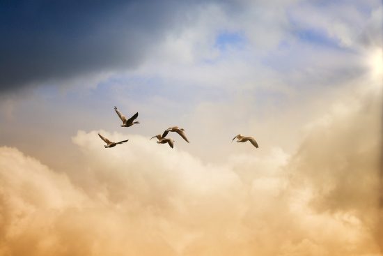 entdecken sie die wahre bedeutung von freiheit – ein zustand des geistes, der ihnen die möglichkeit gibt, ihre träume zu verwirklichen und das leben in vollen zügen zu genießen.