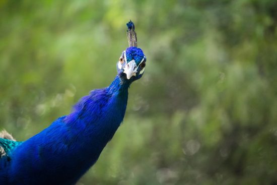 entdecken sie die faszinierenden nationalparks deutschlands, wo atemberaubende landschaften auf eine reiche flora und fauna treffen. erleben sie unvergessliche abenteuer in der natur und genießen sie die vielfalt der deutschen landschaften.