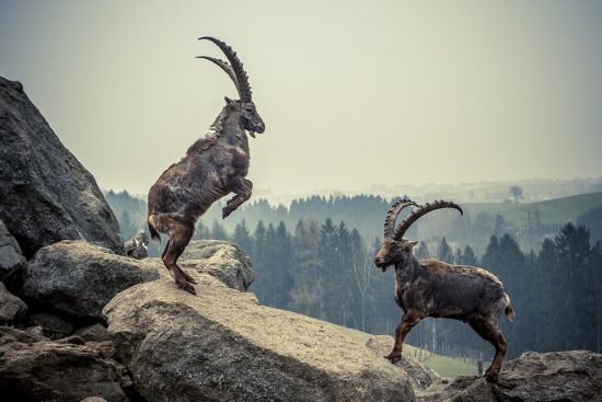 entdecken sie faszinierende tierbegegnungen, die ihr herz berühren und unvergessliche erinnerungen schaffen. erleben sie die schönheit der natur hautnah und lernen sie die vielfältigen tiere unserer welt kennen.