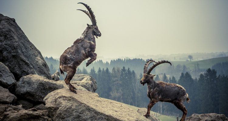 entdecken sie faszinierende tierbegegnungen, die ihr herz berühren und unvergessliche erinnerungen schaffen. erleben sie die schönheit der natur hautnah und lernen sie die vielfältigen tiere unserer welt kennen.