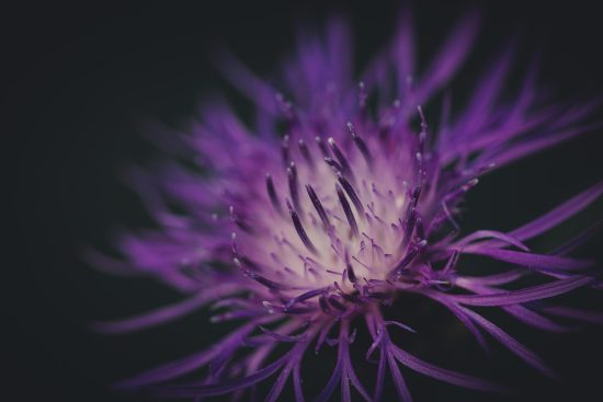 entdecken sie die faszinierende schönheit der natur. erleben sie atemberaubende landschaften, vielfältige flora und fauna sowie unvergessliche abenteuer in freier wildbahn.