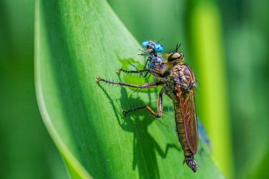 entdecken sie die faszinierende tierwelt mit unseren informativen artikeln über wildtiere, deren lebensräume und den schutz der artenvielfalt.