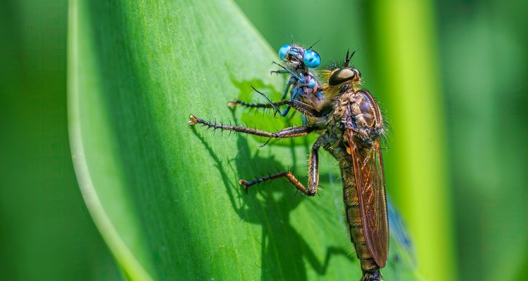 entdecken sie die faszinierende tierwelt mit unseren informativen artikeln über wildtiere, deren lebensräume und den schutz der artenvielfalt.