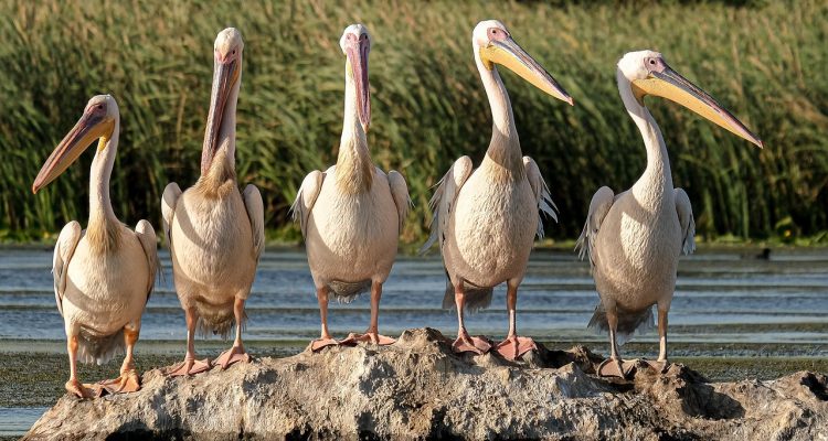 entdecken sie nachhaltiges reisen mit ecotourismus – umweltfreundliche abenteuer, respektvolle naturerlebnisse und verantwortungsbewusste reisen für einen positiven einfluss auf mensch und umwelt.